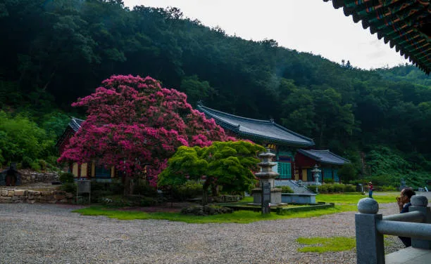 Discover The Best Korean Temple For A Memorable Stay