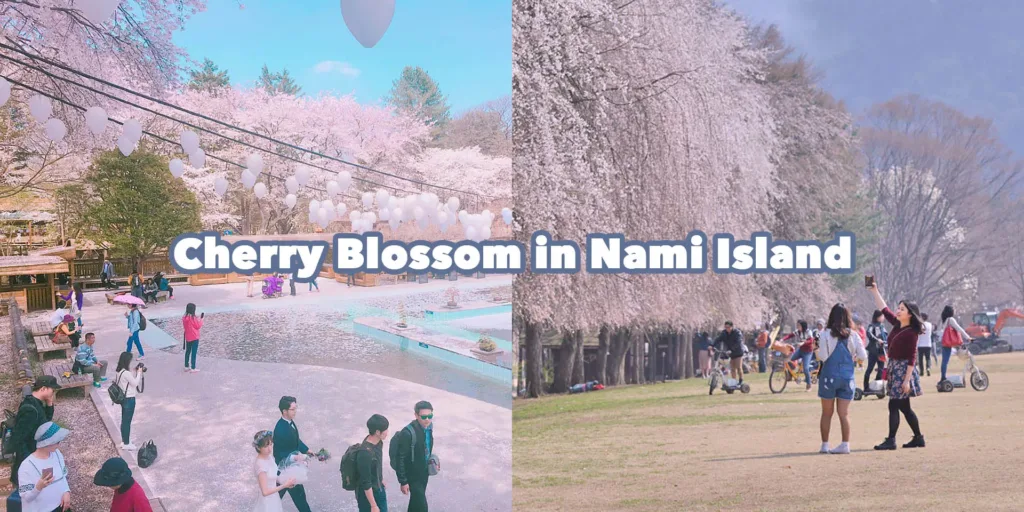 Cherry Blossom in Nami Island main