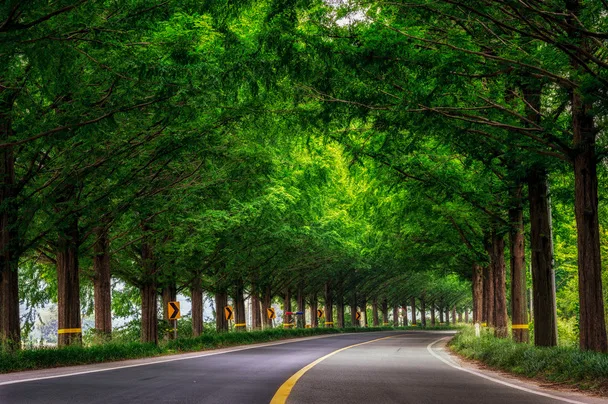Iconic Metasequoia Lane 